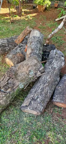 Madeira para artesanato ou móveis.