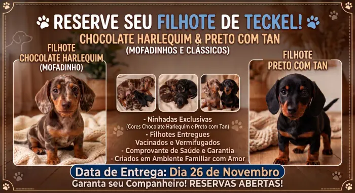 Cachorro Duckshund teckel salsichinha