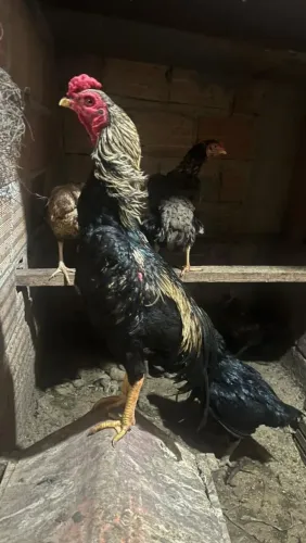 GALO ÍNDIO PRATA PURO...