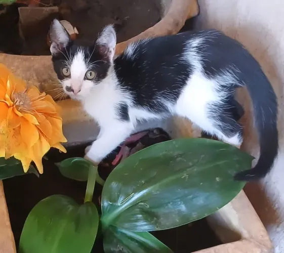 Gatinhos para adoção.
