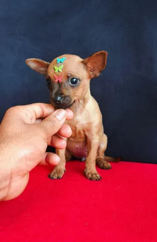 Pinscher zero