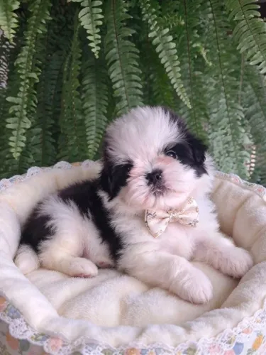 Shihtzus mini para reserva dia 8/10 verdadeiro encanto