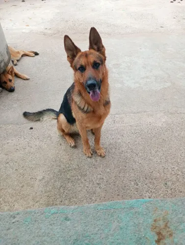 Pastor alemão, raça pura. Mãe e pai no local