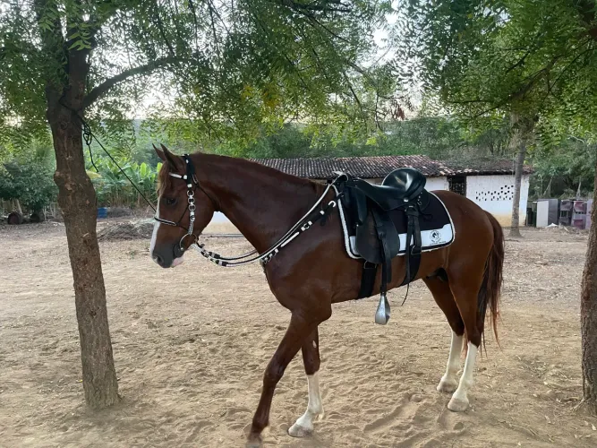 Cavalo