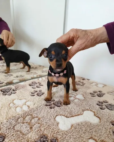 Filhotinhos de Pinscher Puro Amor