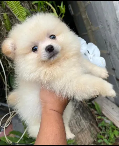 Lulu da Pomerânia 
