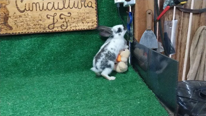 Coelhos porte Gigante