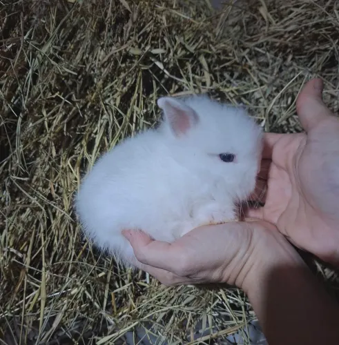 Filhotes de mini coelho de raça