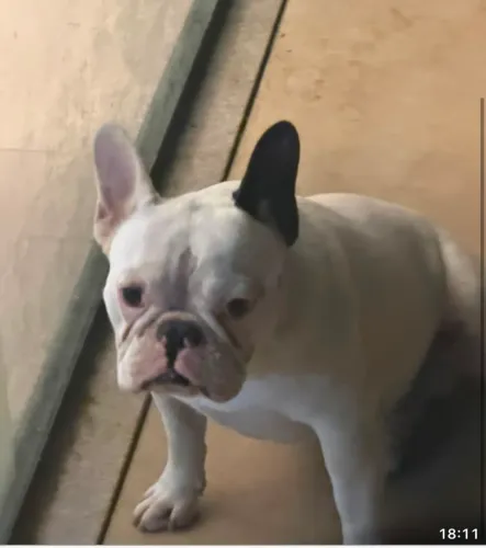 Buldogue francês macho