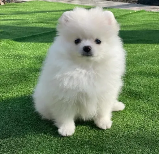 Cachorro Lulu última chance de aproveitar promoção do fim de semana