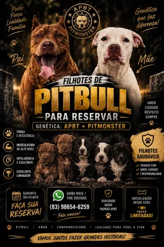 Filhote de pitbull