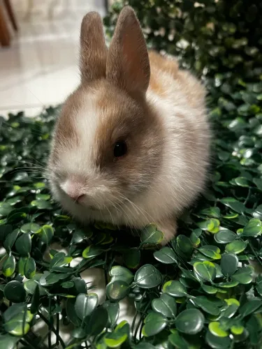 Mini coelho macho 