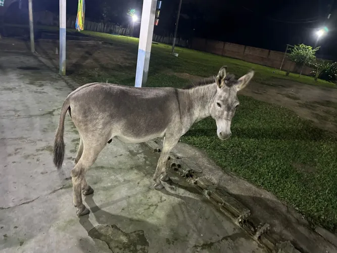 JUMENTO MANSINHO À VENDA! 
