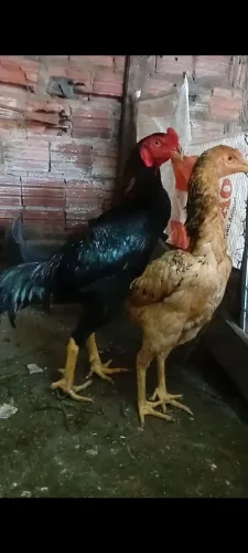 Shamo ou índio gigante.