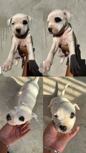 Amstaff 