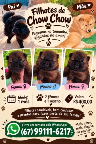 Filhotes de chow-chow 