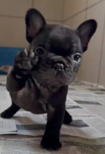BUL DOG FRANCÊS MACHO