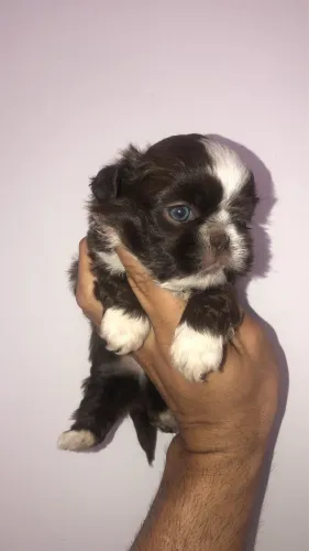 Machinho de Shih tzu chocolate , olhos verdes