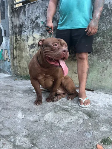 Pitbull macho procura namorada 