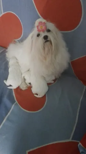 Maltês