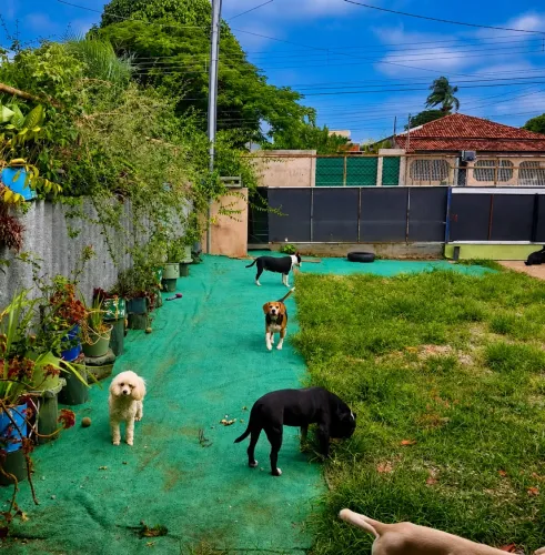 Pet hotel 