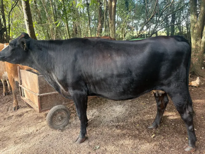 Novilha leiteira a venda 