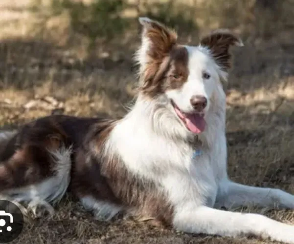 Cachorra da raça border collie