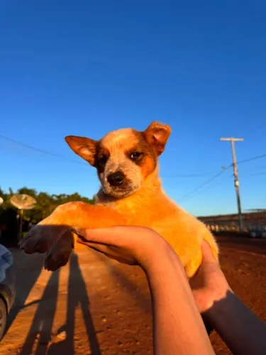 Filhote Cachorro BOIADEIRO AUSTRALIANO (AUSTRALIAN CATTLE DOG)