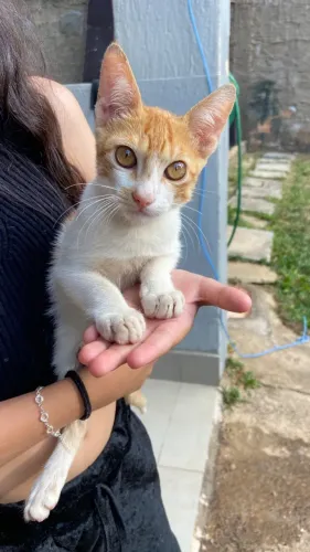 Doação de gatinho