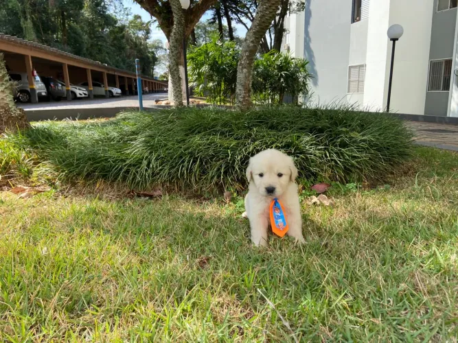 Filhotes de Golden Retriever 