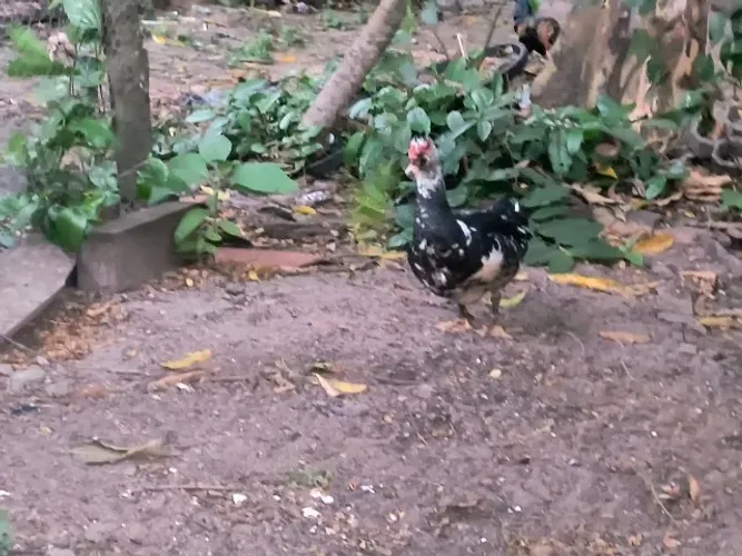 Pato