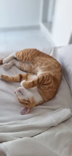 Doação de gatos