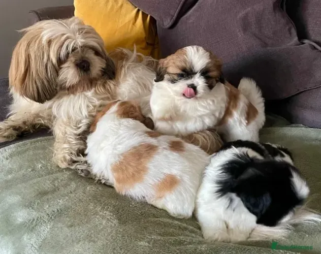 Bebezinho shih tzu/shitzu brincalhão e saudável com saúde em dia