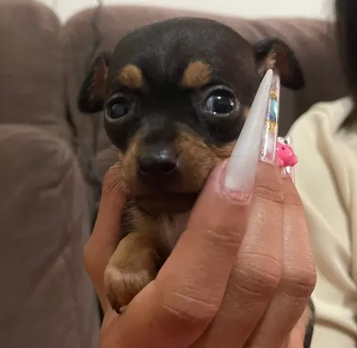 Pinscher 0