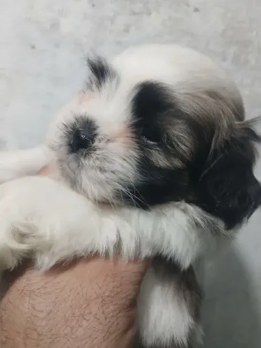 Shih-Tzu macho 990,00 por 850,00 