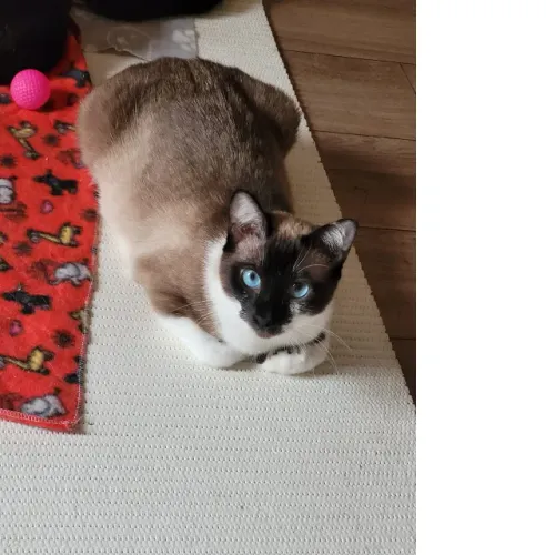 Doação de Gatinha femea castrada 