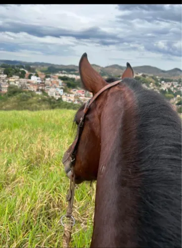 Cavalo Manga Larga pra sair hoje