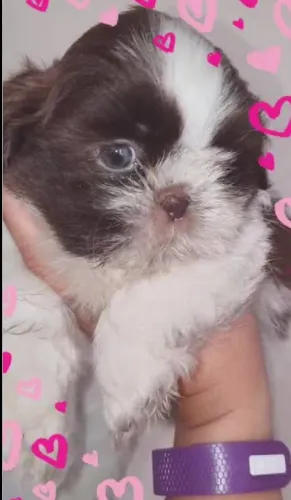 Shitzu branca com chocolate fêmea