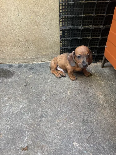 Cachorro