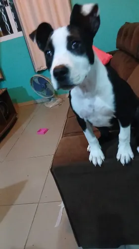 Piti bul femia