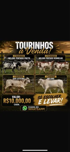 Touros Nelore e Gir