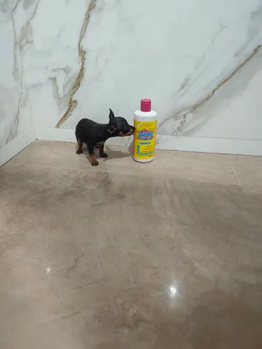 Promoção de lindos pinscher miniatura!