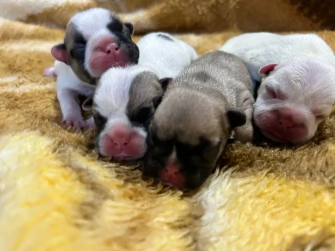 Bulldog macho para reserva 