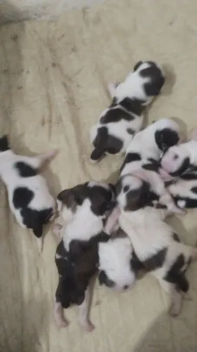 Cachorro da raça shitzu 