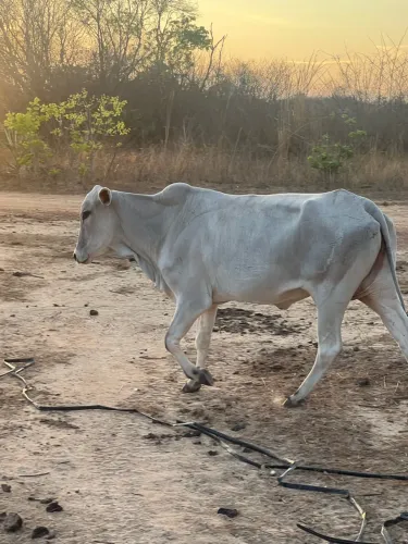 Vaca