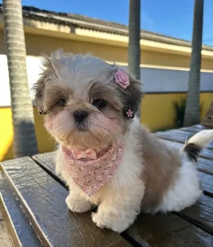 Filhotes de Shih Tzu | Alegria compartilhada.