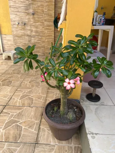 Rosa do deserto adulta e florida