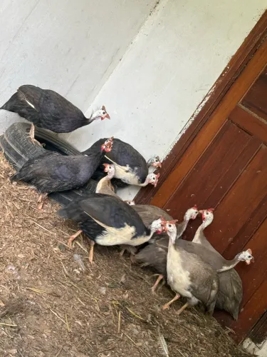 Galinha de Angola Guiné