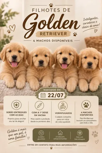 Filhotes de golden retriever 