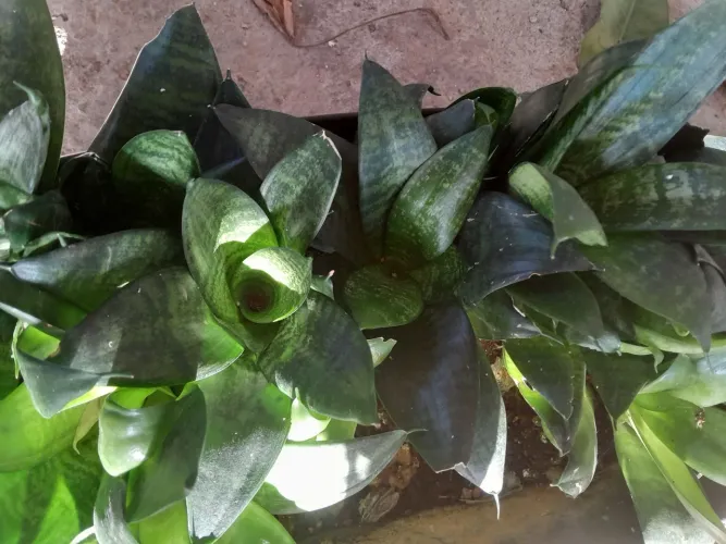 Plantas já pegadas